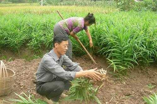 生姜植株講解視頻（生姜植株講解視頻教程）-圖3