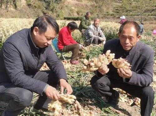 樂山生姜滯銷（樂山生姜滯銷商）