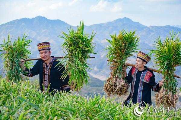 恭城生姜種植（恭城生姜種植面積）