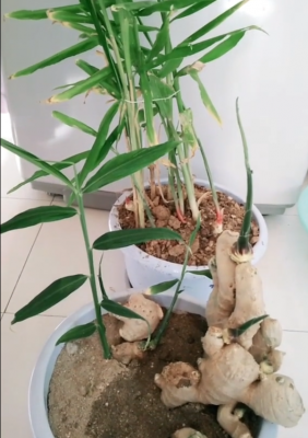 盆栽生姜和種地里的生姜（盆栽生姜種植技術(shù)和管理）