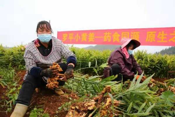 中國最牛生姜種植戶（中國最牛生姜種植戶是誰）-圖2