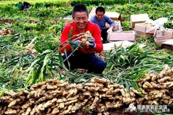 隴南能種生姜嘛嗎（隴南能種生姜嘛嗎現(xiàn)在）-圖1