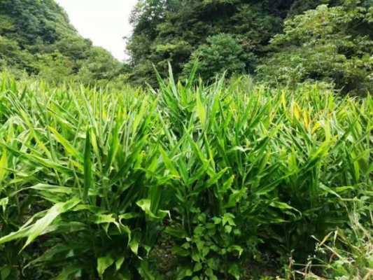 葉子象生姜但不是生姜l（葉子像生姜的植物圖片和名稱）-圖3