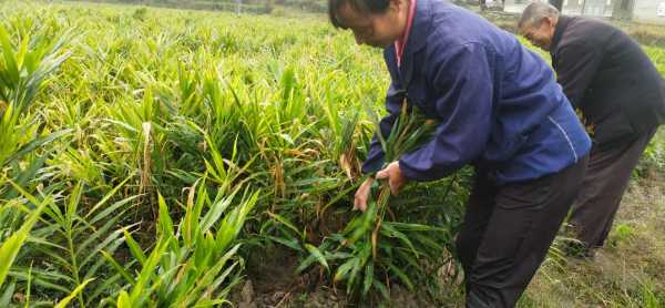 菜園種植生姜（果園種姜）-圖3