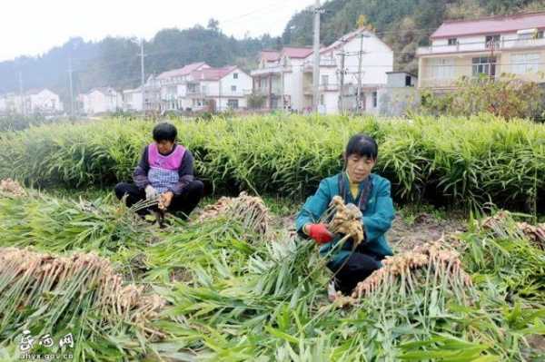 岳西生姜銷售（岳西生姜現(xiàn)在多少錢一斤）-圖2