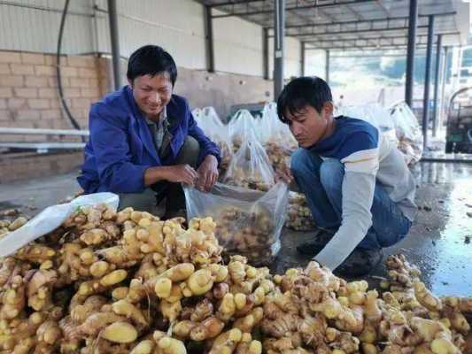 生姜加工廠要投資多少錢（生姜加工的銷路）