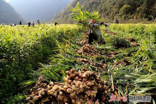 南寧生姜種植（廣西種姜）-圖1