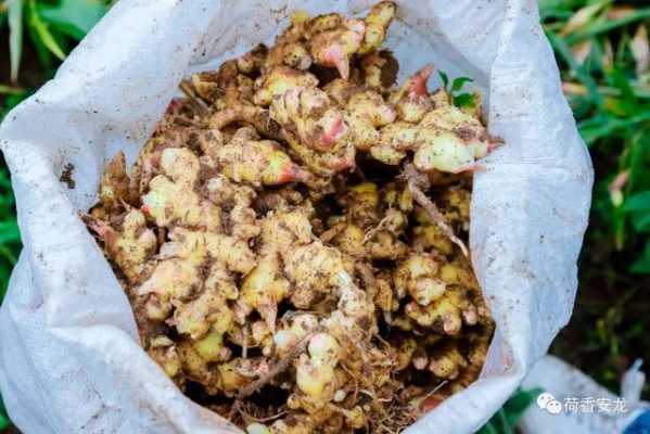 生姜怎樣防止蜜蜂逃跑的（生姜如何防止發(fā)芽）