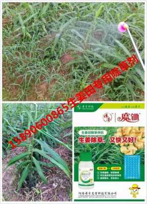 種生姜用什么除草劑（種生姜用什么除草劑效果好）-圖2