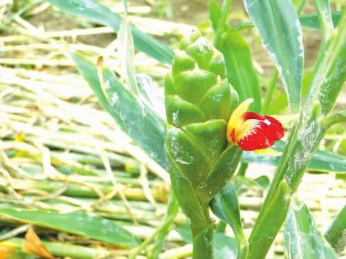 生姜花樣（生姜 花）