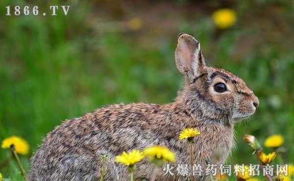 野兔生姜治療癲癇（野兔的藥用）