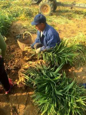 蒲江種生姜（四川生姜種植基地價(jià)格）-圖3