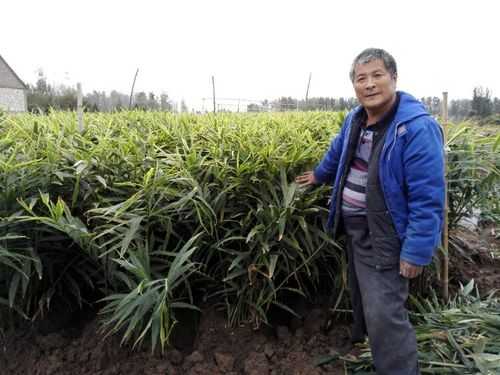 昌邑生姜什么時候上市種植（昌邑大姜幾月份采收）-圖2