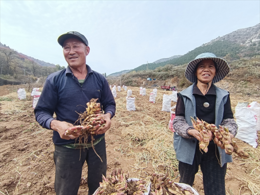 萊蕪區(qū)生姜保險今年保多少（生姜種植保險）