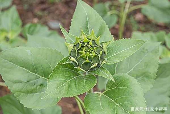 葉像向日葵根莖像生姜（葉子像向日葵的花）