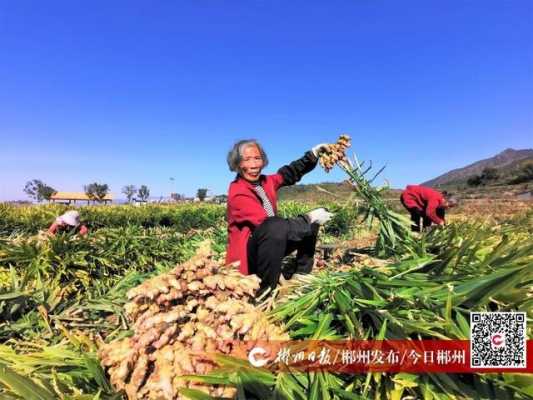 汝城生姜加工（汝城生姜加工廠在哪里）-圖2