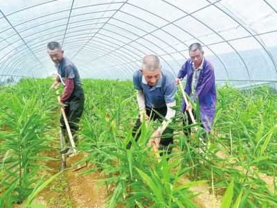 大棚種植生姜怎樣選位置（大棚種植生姜投入收益）-圖2