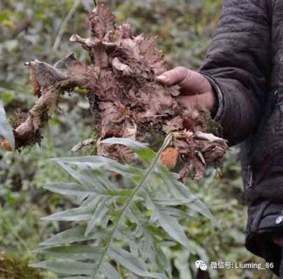 樹上寄生姜（樹上的生姜有什么用處）