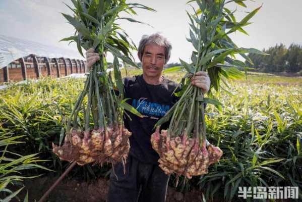 生姜秸稈再利用（生姜秸稈用途）-圖2