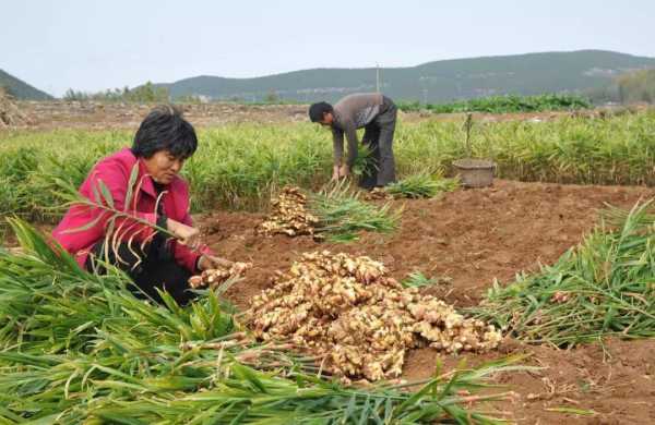 生姜皮是什么肥料（生姜皮是什么肥料做的）