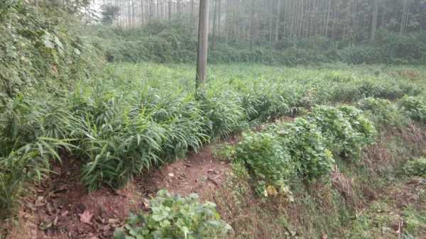 四川筠連生姜種植基地（四川筠連生姜種植基地地址）-圖3