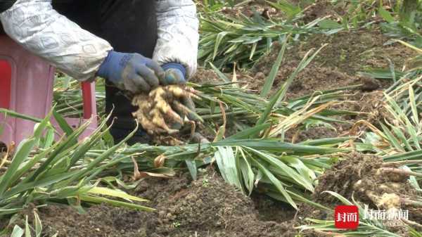 四川筠連生姜種植基地（四川筠連生姜種植基地地址）-圖2