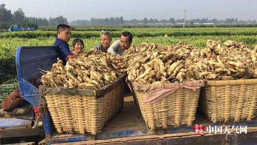 安丘哪里生姜好種（安丘大姜種植技術(shù)）-圖3