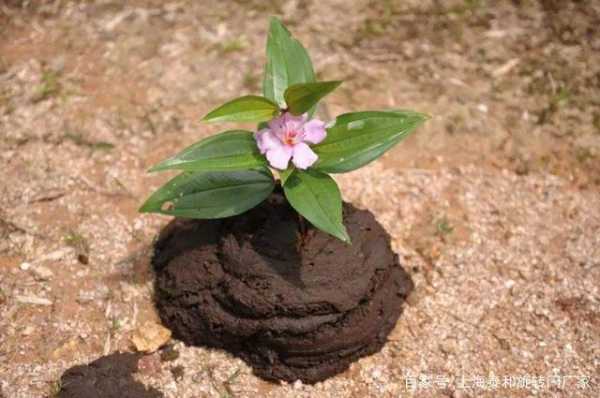 生姜牛糞（牛糞的妙用）