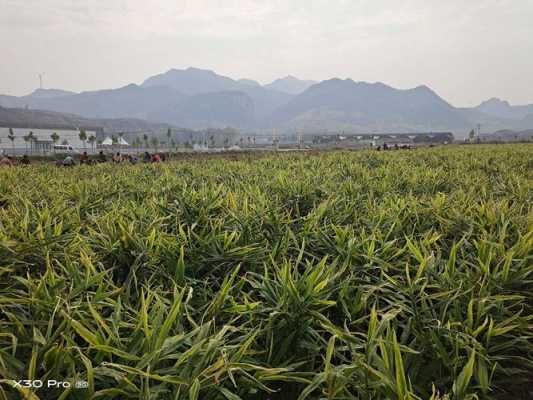 海南生姜地（海南省生姜種植大戶在哪個地方）-圖3