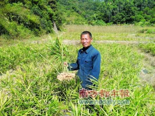 租地生姜種植（租地生姜種植合法嗎）-圖2