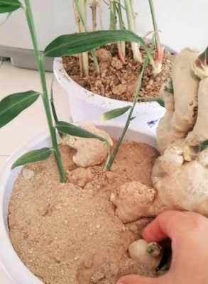 生姜沒催芽可以種植嗎（生姜沒長芽能種嗎）-圖1