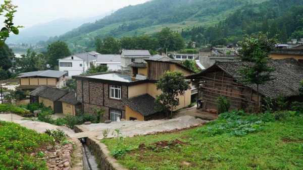 天全縣生姜（天全縣姜家壩村）