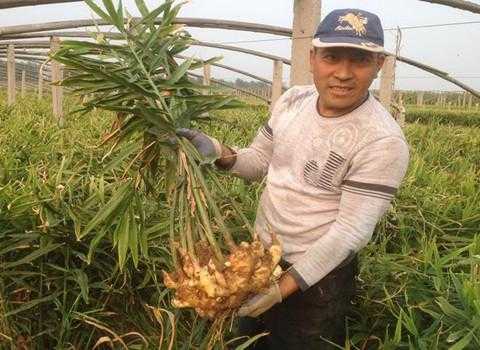 科氏肥料有限公司種大生姜（科氏肥料有限公司種大生姜怎么樣）-圖1