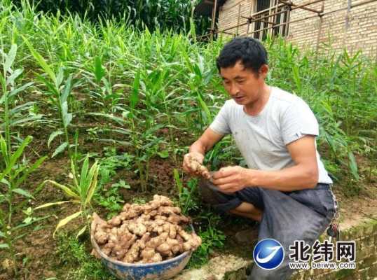 種植生姜發(fā)家（生姜種植致富經(jīng)）-圖1