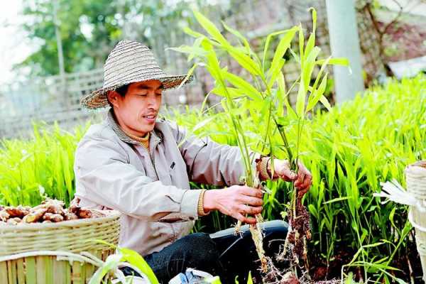 反季節(jié)生姜種植視頻（生姜種植視頻 農(nóng)廣天地）-圖2