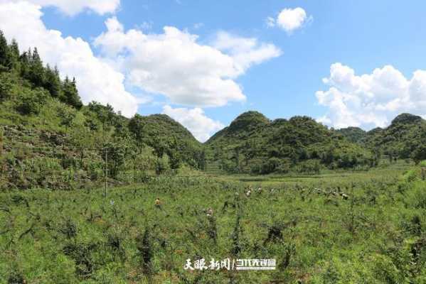 化屋村生姜種植情況（化屋村歷史）