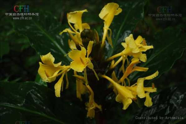 黃花和生姜（黃花姜科植物圖片）