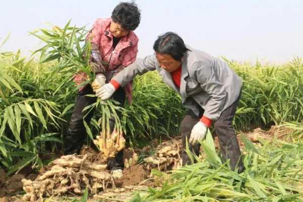 樹蔭下生姜種植方法（樹蔭下生姜種植方法圖片）-圖3