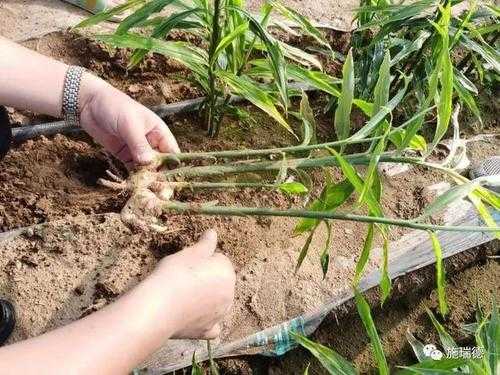 生姜種植處草（生姜種植除草方法視頻）-圖2