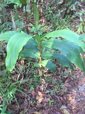 野生姜品種（野生姜類植物）