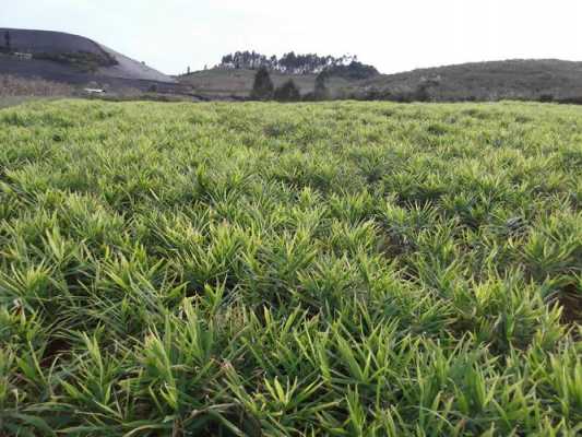 生姜種植基地簡(jiǎn)介（生姜的種植基地）