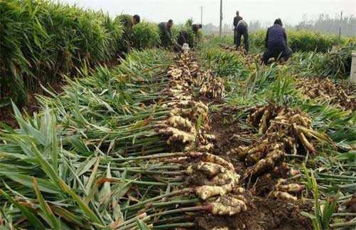 安徽省生姜種植時(shí)間與方法（安徽大姜種植面積）