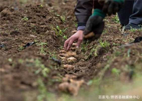 種生姜抽水（生姜用水種植）-圖2