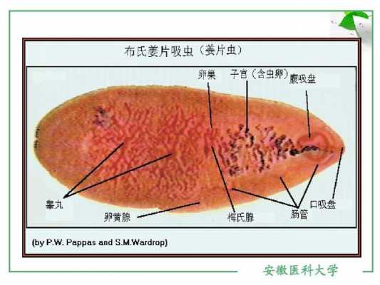 蛀蟲生姜（姜片蟲寄生蟲吃什么）-圖2