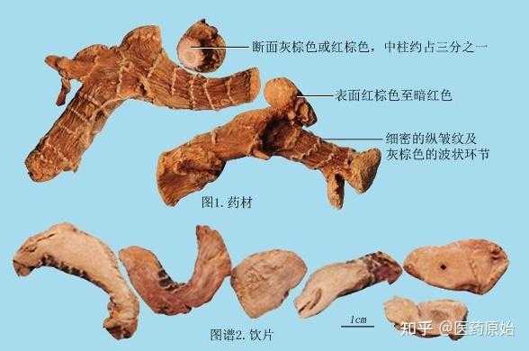 高良姜是生姜（高良姜與干姜的區(qū)別）