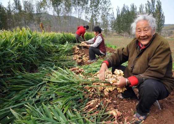 幫助農(nóng)民賣生姜（一位老鄉(xiāng)的困惑賣生姜）-圖2