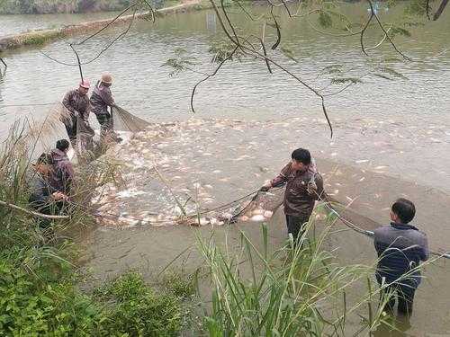 生姜能導(dǎo)致魚塘魚死嗎（生姜能導(dǎo)致魚塘魚死嗎視頻）