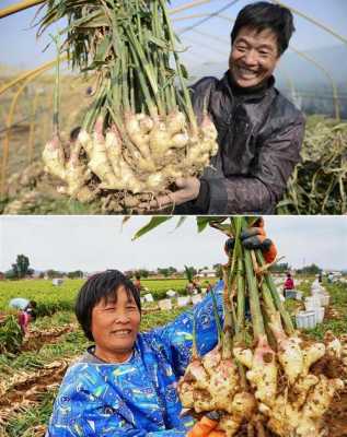 生姜地農藥（生姜種植使用農藥）