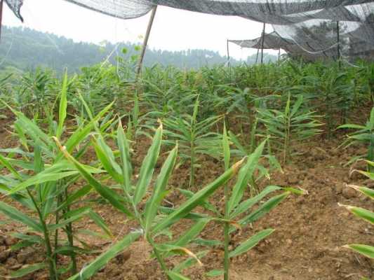 生姜種植皮（生姜大面積種植方法）-圖3