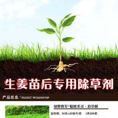 種生姜除草劑哪種好（種生姜除草劑哪種好用）-圖2